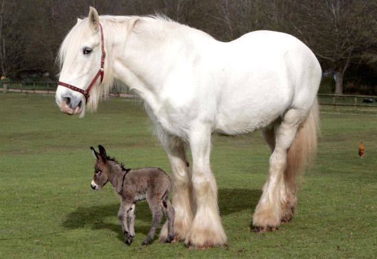Gulliver the Shire and Apollo the donkey